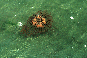 �������炰