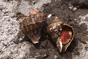 �����ɂ�