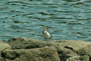 ���܂���