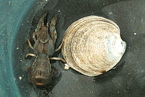 �A�i�W���R