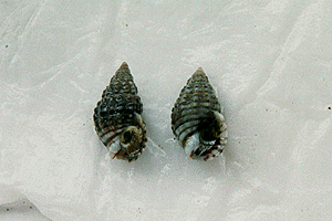 �A�����V���K�C