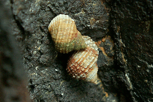 ����ꂽ�܂���