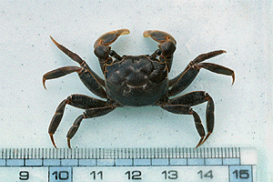 �����͂炪��