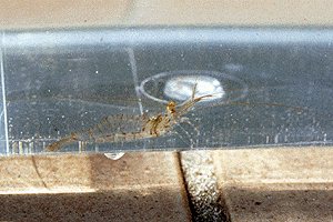 �A�V�i�K�X�W�G�r