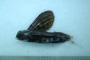 �A���g�r�E�I