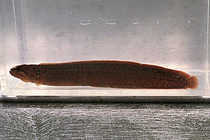 �ׂɂ������