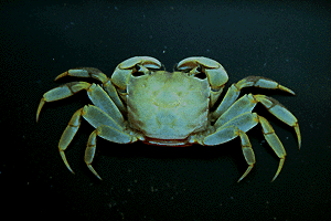 �ׂ񂯂�����