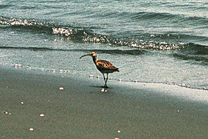 �������Ⴍ����