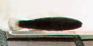 �ʂ܂�����