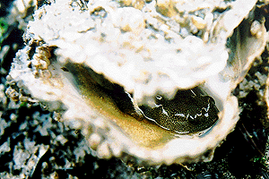 ���܂����܂��邵�܂͂�