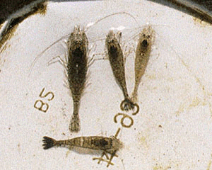 �G�r�W���R