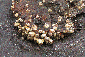 ��[����ςӂ���