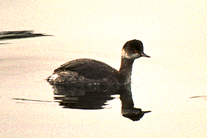 �͂��납���Ԃ�