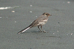 �Ȃ̂͂������ꂢ