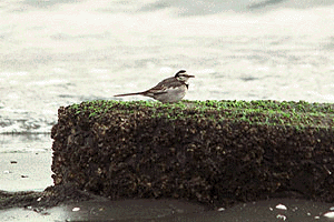 �͂������ꂢ