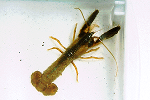 �n�T�~�V���R�G�r