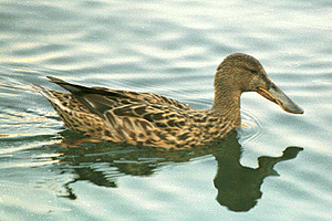 �͂��т낪��