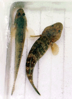 �܂͂��Ƃǂ��