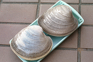 �ق�т̂�����