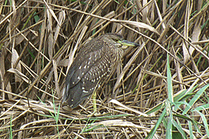 �ق�����