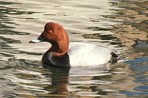 �ق��͂���