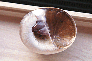 �ق���߂�