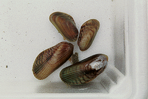 �z�g�g�M�X�K�C