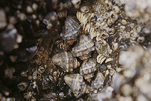 ���ڂɂ��̎Y��