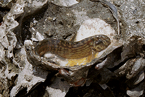 �����Ă񂬂��