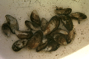 �C�K�C�_�}�V