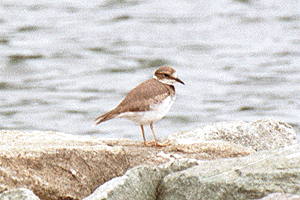 �����邿�ǂ�