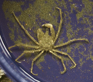 �C�b�J�N�N���K�j