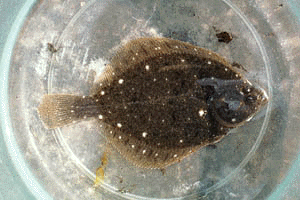 �������ꂢ