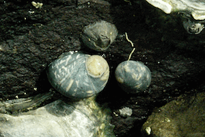 �C�V�}�L�K�C