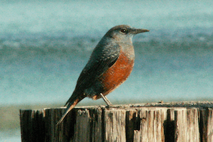 �����Ђ�ǂ�