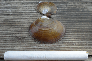 �C�\�V�W�~