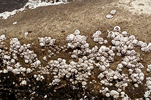 ����ӂ���