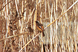 ���傤�т���