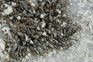 �R�E���G���J���q�o���K�C