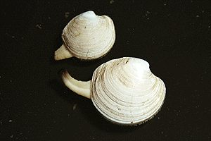 �����݂���