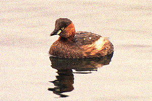 �����Ԃ�