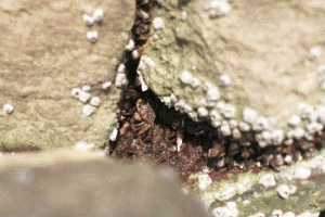 �����ׂ񂯂�����