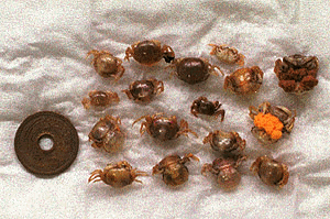 �J�N���K�j