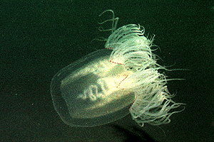 ���݂��炰