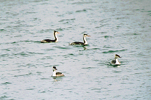 ����ނ肩���Ԃ�