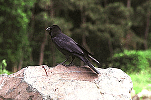 �͂��ԂƂ��炷