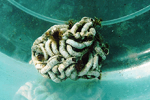 �����˂��񂴂�