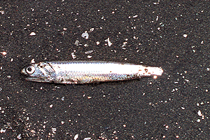 �����������킵