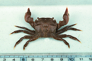 ���ӂ���������