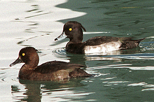 ���񂭂�͂���